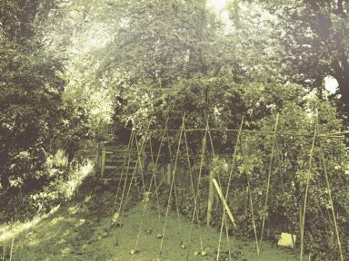 the_garden_in_june_sm.jpg