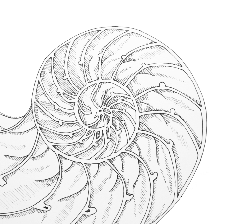 1_shell_drawing_6.png