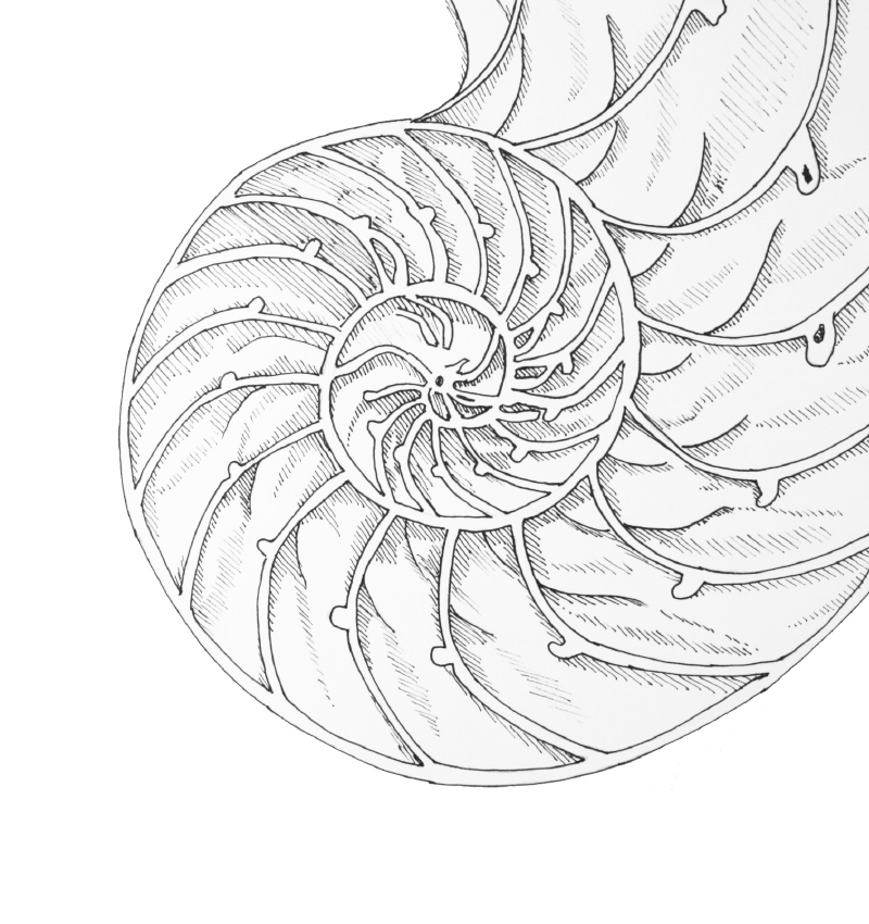 3_shell_drawing_7c.png