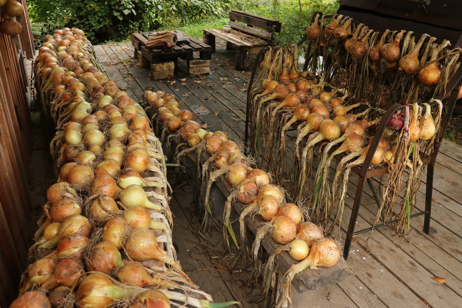 Onions01.JPG