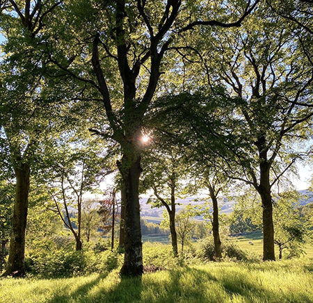 Tree_with_light_sm.jpg