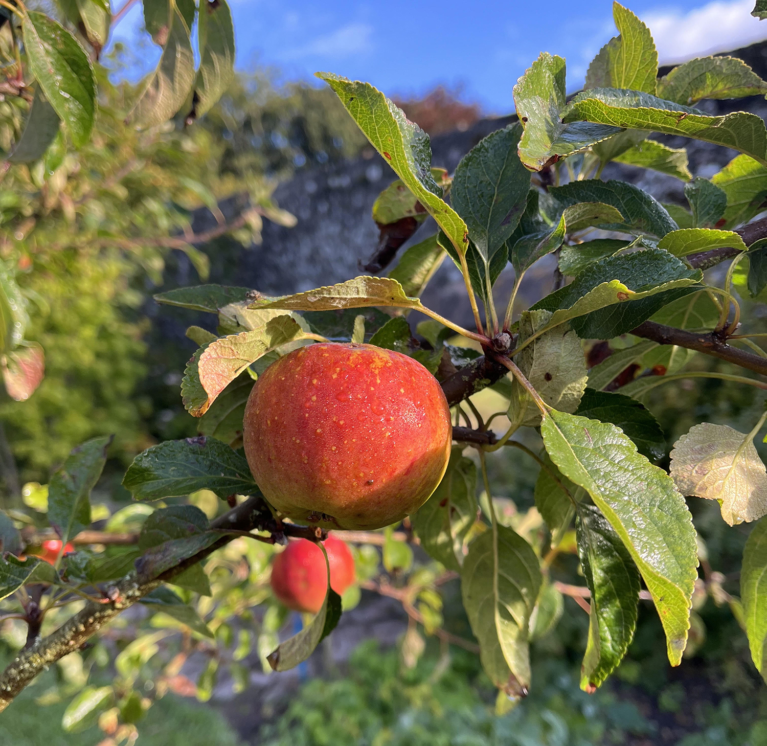 apple.jpg