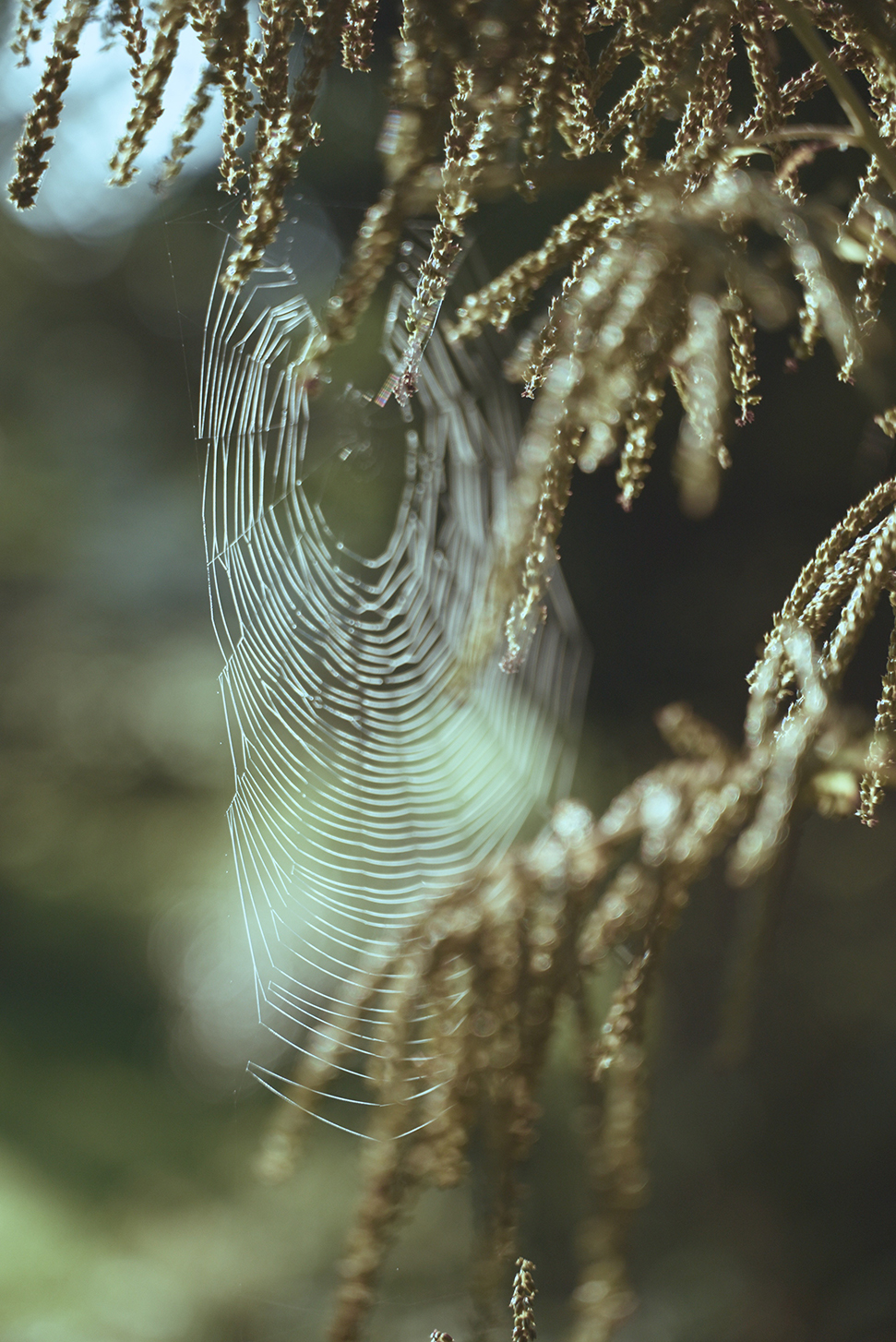 cobweb.jpg