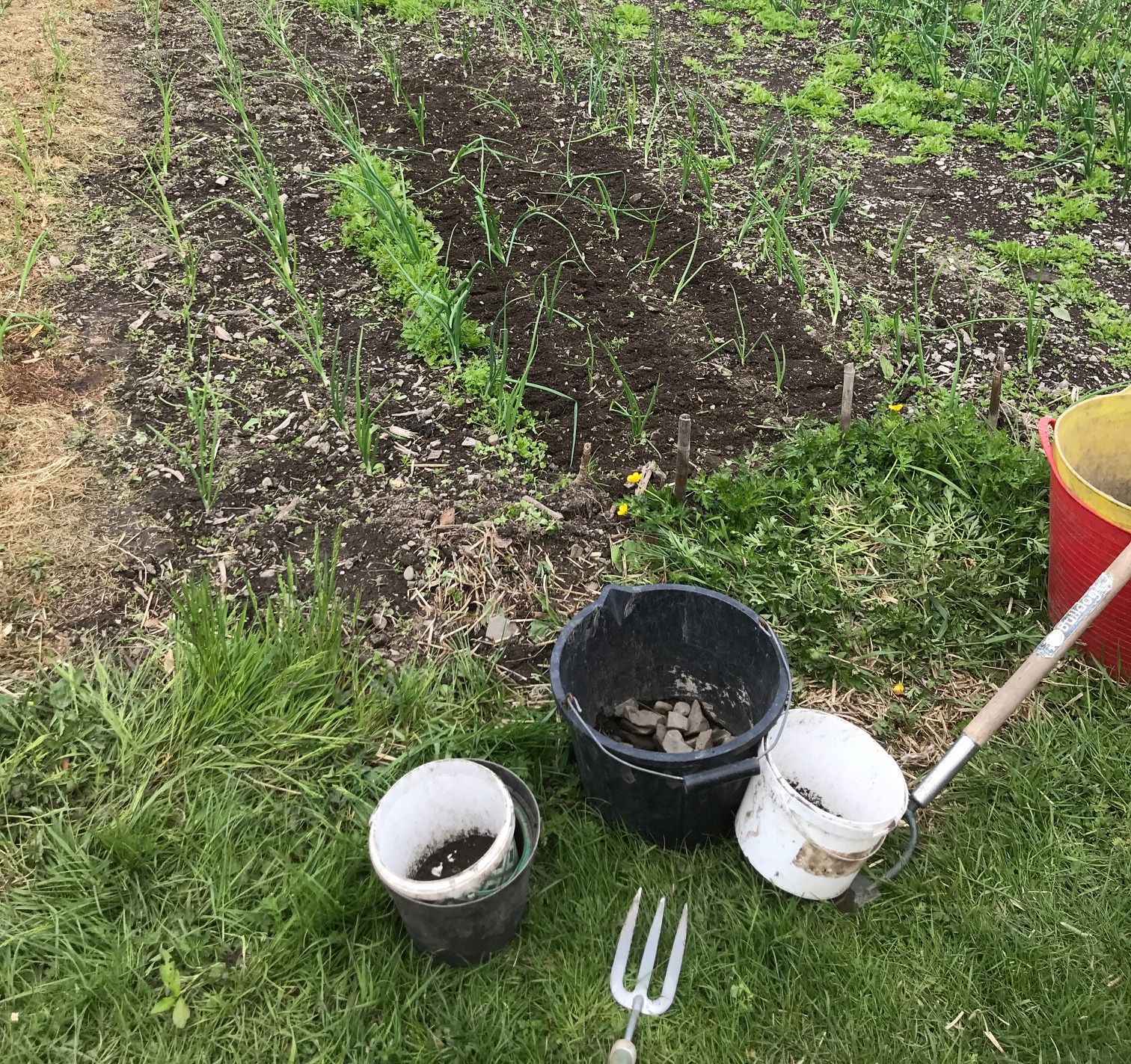 may_garden.jpg