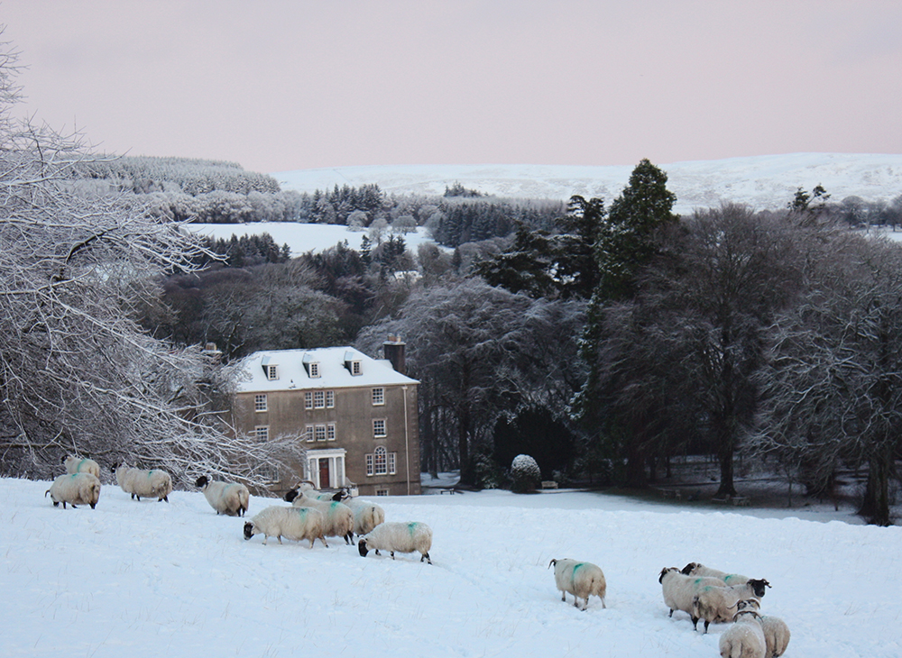snow_sheep.jpg