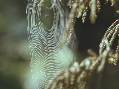 cobweb.jpg