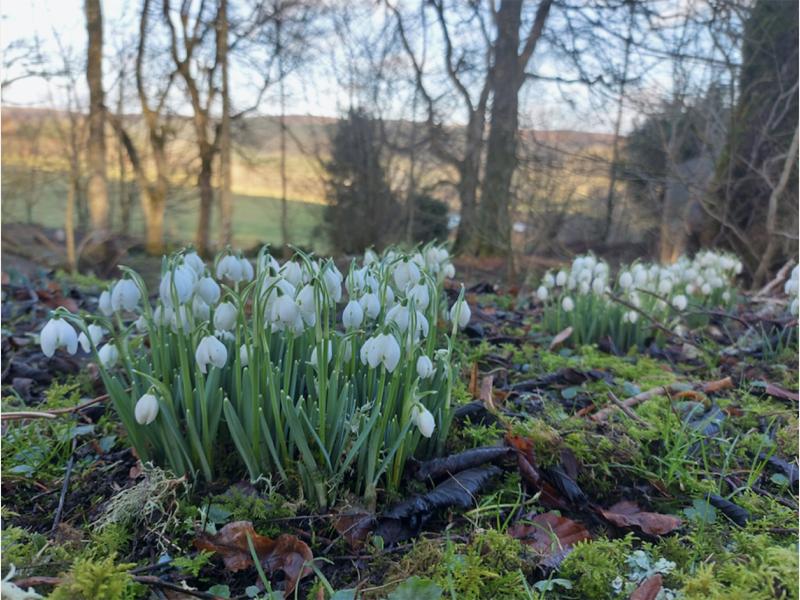 snowdrops.jpg