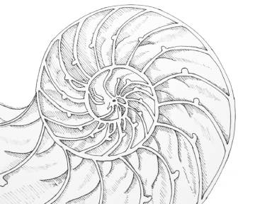 shell_drawing_6.png