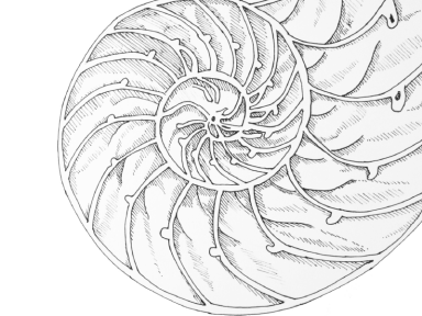 3_shell_drawing_7c.png
