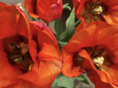 1_redtulips.jpg