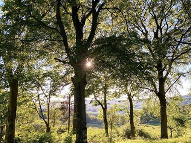 Tree_with_light_sm.jpg