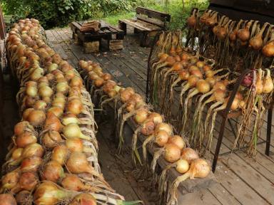 Onions01.JPG