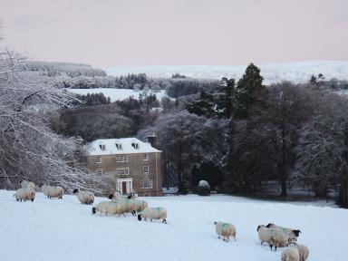 snow_sheep.jpg