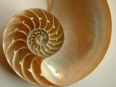 Shell_gold.jpg